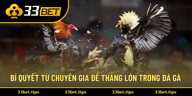 Bí quyết từ chuyên gia để thắng lớn trong đá gà