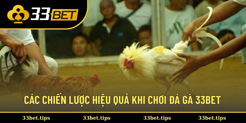 Các chiến lược hiệu quả khi chơi đá gà 33BET