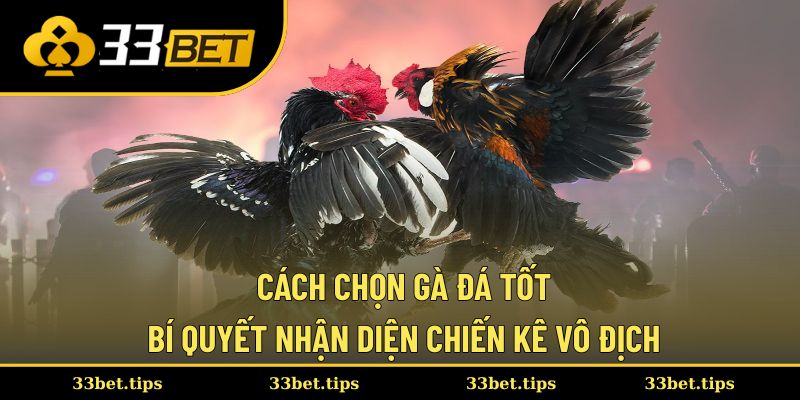Cách chọn gà đá tốt