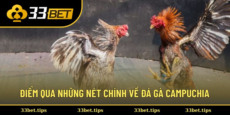 Điểm qua những nét chính về đá gà Campuchia
