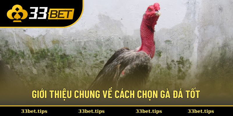 Giới thiệu chung về cách chọn gà đá tốt
