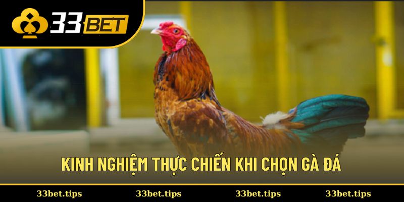 Kinh nghiệm thực chiến khi chọn gà đá