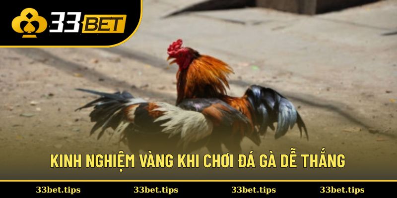 Kinh nghiệm vàng khi chơi đá gà dễ thắng
