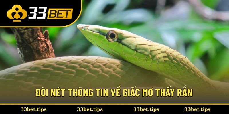 Đôi nét thông tin về giấc mơ thấy rắn