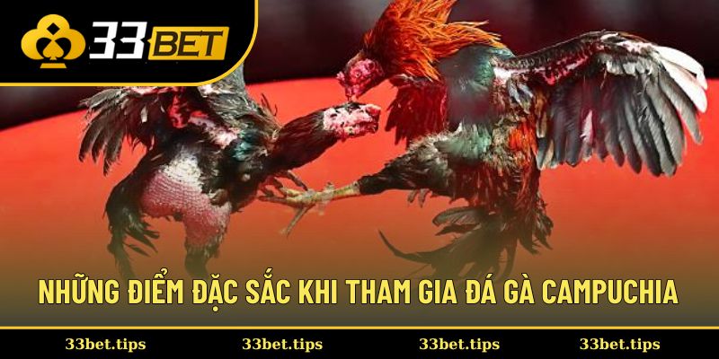 Những điểm đặc sắc khi tham gia đá gà Campuchia