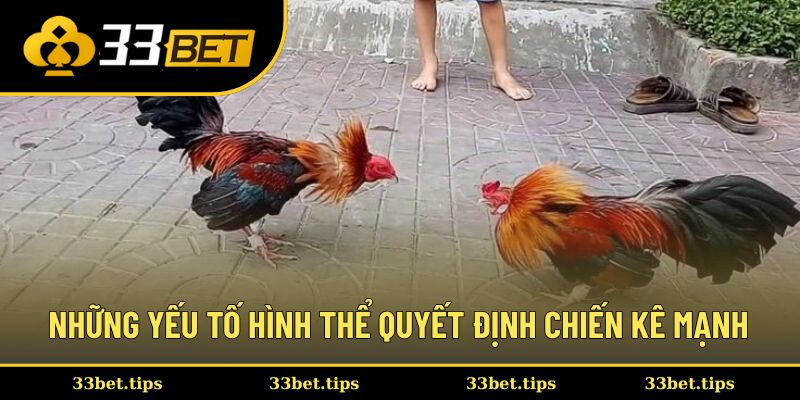 Những yếu tố hình thể quyết định chiến kê mạnh