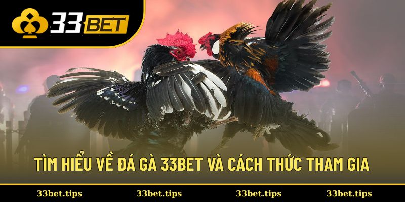 Tìm hiểu về đá gà 33BET và cách thức tham gia