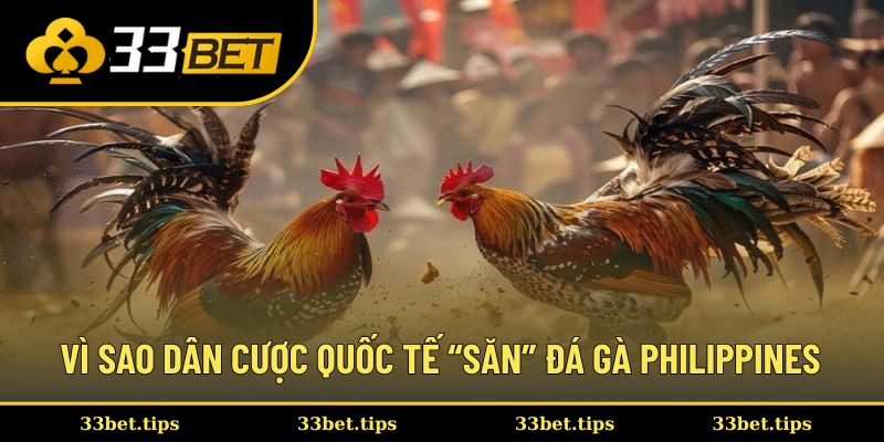 Vì sao dân cược quốc tế “săn” đá gà Philippines