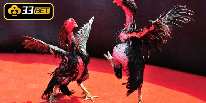 Kỹ thuật luyện tập cho gà chọi săn chắc