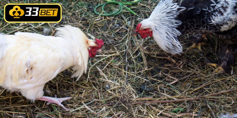 Lưu ý cơ bản trong cách nuôi gà đá nhanh