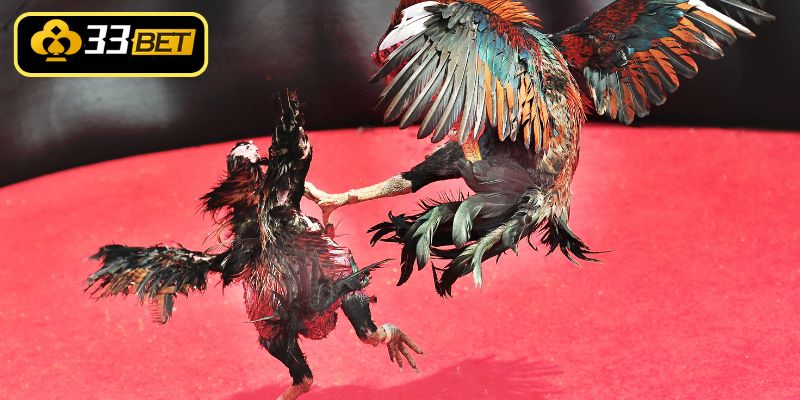 Thực đơn dinh dưỡng giúp gà nhanh lên lực